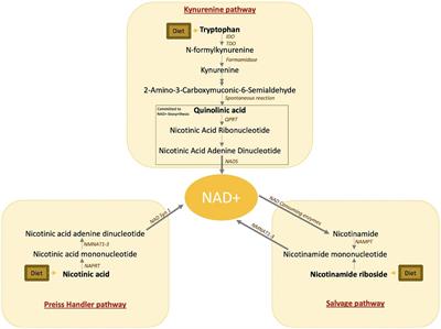 States of quinolinic acid excess in urine: A systematic review of human studies